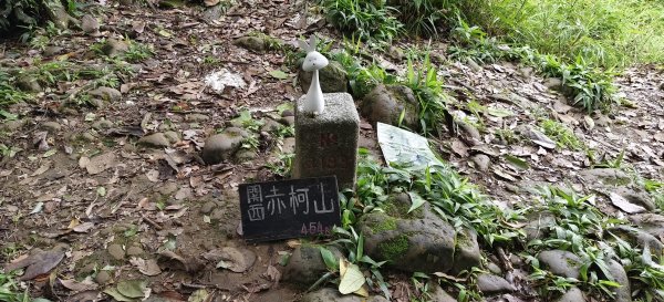 關西赤柯山+赤柯山南峰+東獅頭山+西獅頭山 O型-2026/08/113102693