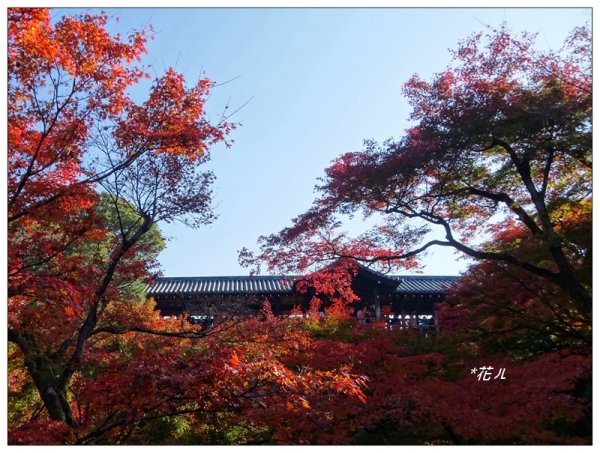 京都/東福寺的紅葉755257