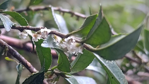 北坑山大板根東洗水山盡尾山東北峰2701701
