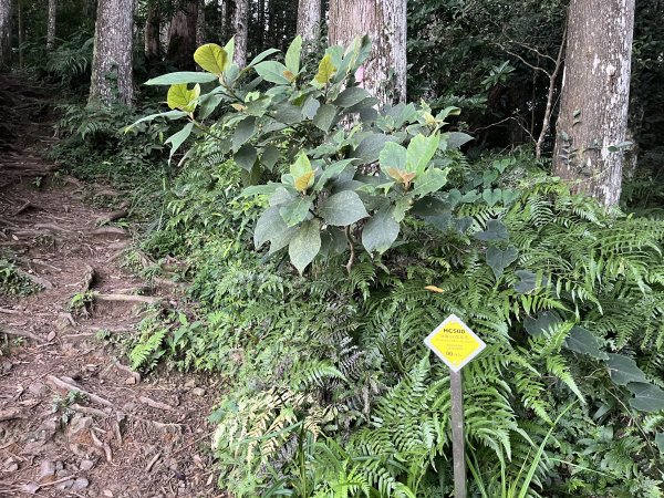 [皮皮獅探險隊-07/10] 2025_0719 油羅山步道2842689