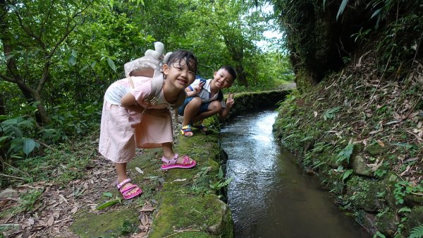 盛夏酷暑來走百年古圳步道＠大岐頭步道＋坪頂古圳O型路線