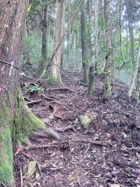 絕美柳杉林民都有山涼爽舒適2604520