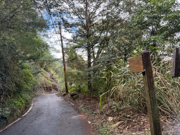 1150301溪頭天文台步道3008336