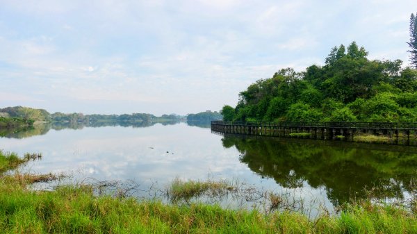 《臨江仙。黃花風鈴木》2735408