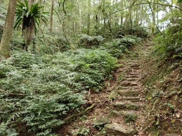 雙溪區打鐵寮山-鶯子嶺-坪溪山-烏山63號-烏山越嶺古道(坪溪山北峰)P字走3023806