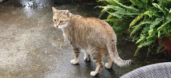 2025/05/25_茶園坪山2796588