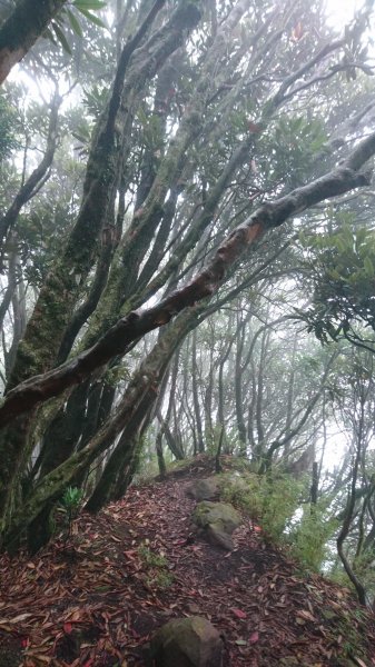 加里山(大坪登山口)-杜鵑嶺462334