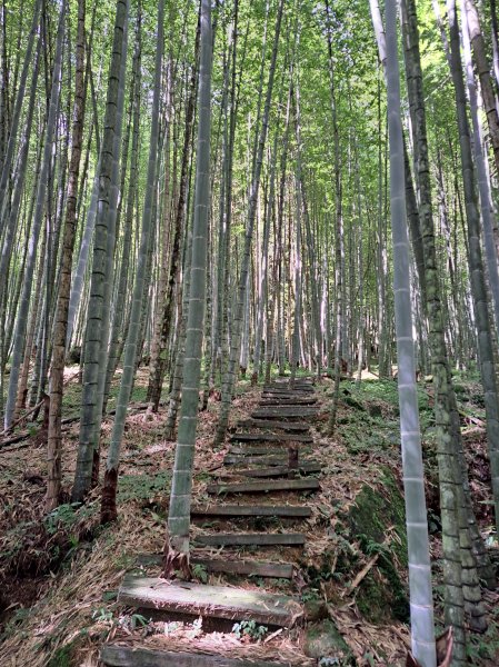 鹿谷小半天七連峰O型走2232562