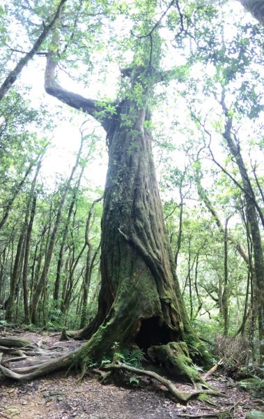 桃園新北-北插天山O型291757