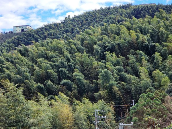 大崙山銀杏森林2966075