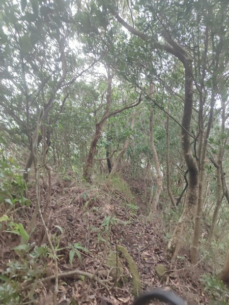 微笑山線：【五分山系】菁桐煤礦段、平溪小黃山段、望古瀑布段2841294