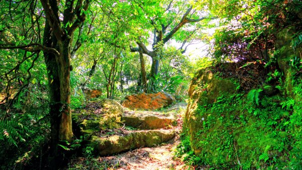 五堵獅頭山3096319