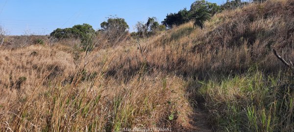 《台中》短暫暖陽｜龍井竹坑南寮步道O繞202601042976420