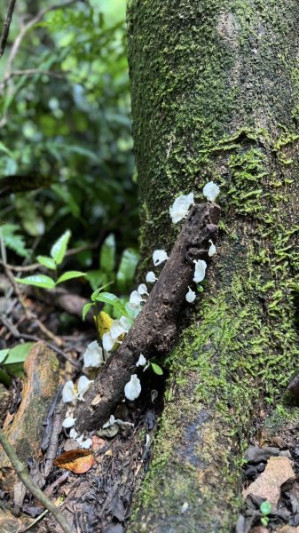 20250708 四堵古道2837753