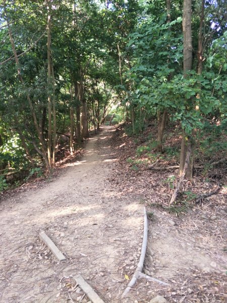 鳳凰山步道1518220