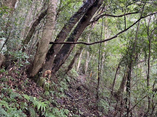 [皮皮獅探險隊-08/10] 2025_0719 李崠山步道2842972