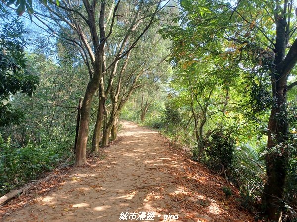 【雲林林內】台灣百大必訪步道。 龍過脈森林步道1952039