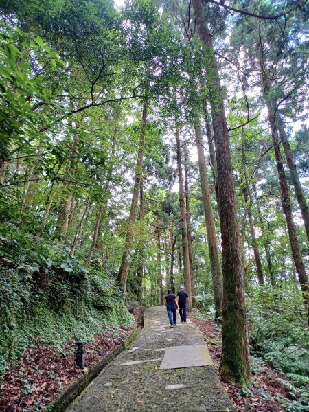 【桃園復興】台灣百大必訪步道。 東眼山森林遊樂區-東眼山自導式步道2835913