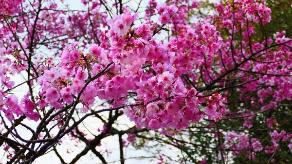 鹿兒島霧島神宮,神水峽3028243