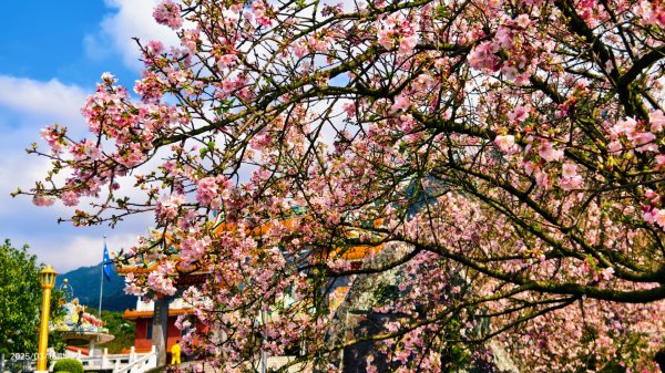 #綠繡眼 訪花 #吉野櫻 #天元宮 #楓樹湖 03162736715