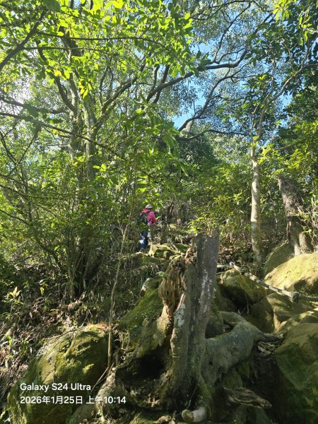 2026-01-25微笑山線：【天上山系】望月亭桐花段2988224