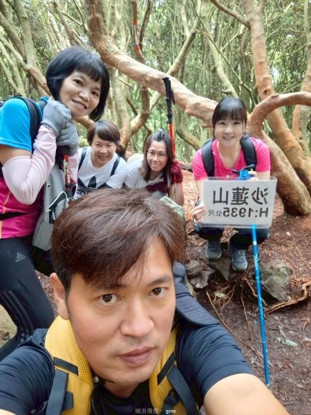 【台中和平】筆直的杉林.林相優美。 橫嶺山x沙連山P型2869047