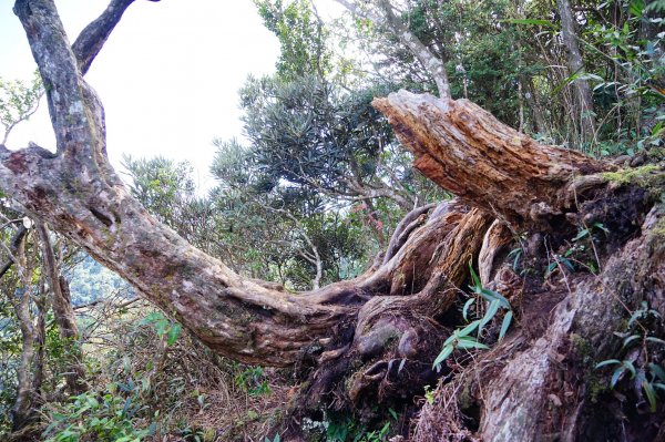 新竹關西鎮 水田林道之貴妃&那結山連走1539692