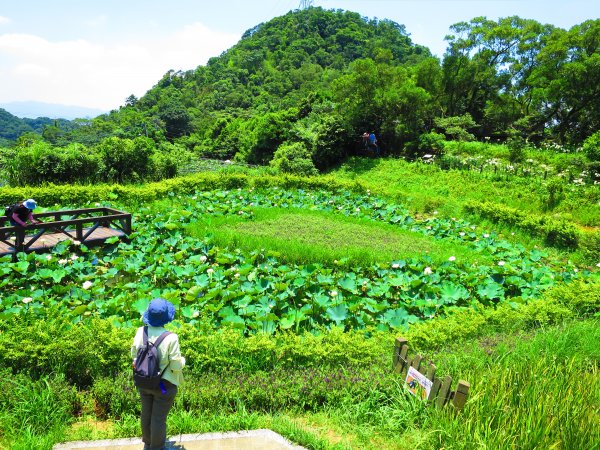 搭著捷運去旅行-白石湖賞花輕旅行610467