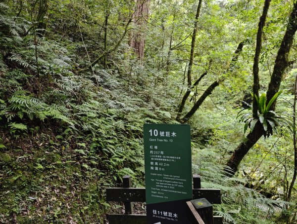 2025_0713 拉拉山神木群步道2837478