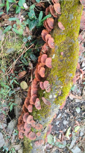 笠頂山單攻西大武山(西北峰) 九星連珠搏命演出歷險記 2025年3月20日2739008