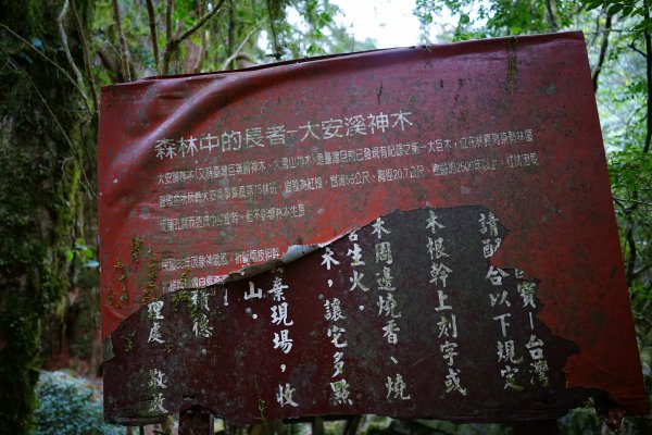 【輕忽】【大安溪神木】2695037