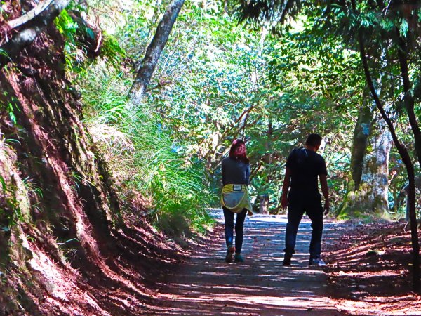 如童話般的森林步道-武陵桃山瀑布步道1190796