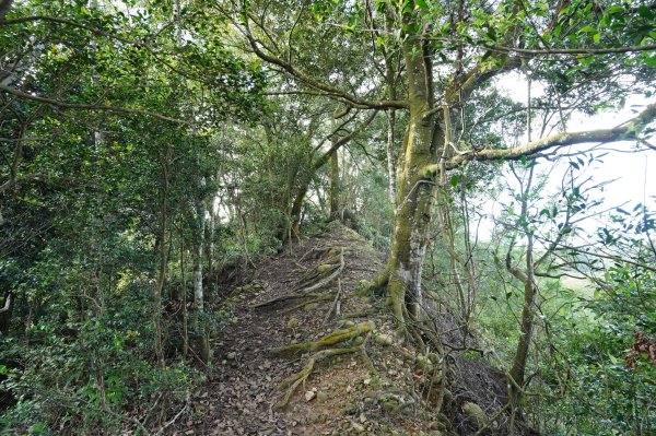 苗栗 長潭坑山、大坑尾山、三角山、雙峰山2598369