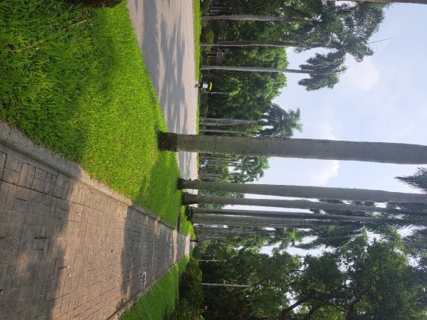 台大椰林步道2591256