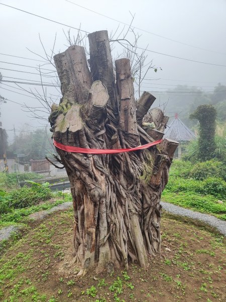 九讚頭車站-大崎棟.茶亭.逃學.騎龍古道20幾K繞大O2972527