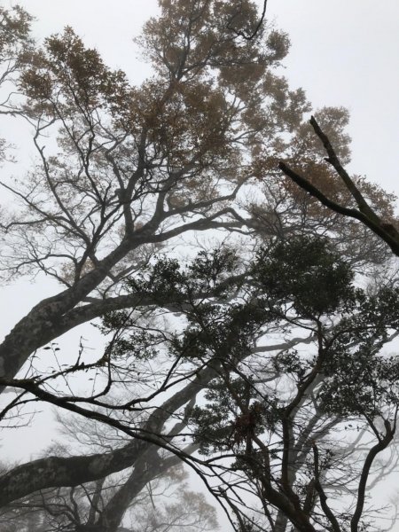 迷霧中的山毛櫸465344