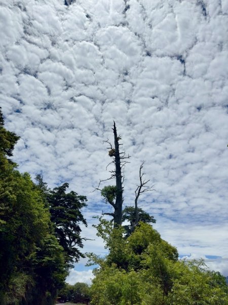 20250620南橫三山塔關山2816698
