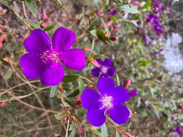 20231214_ 竹子尖山（台南小百岳）2763208