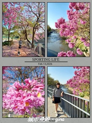 【苗栗獅潭】天晴賞花趣。 協雲宮櫻花步道x獅潭鄉神秘小徑x獅潭義民廟x銅鑼炮仗花海公園2999168