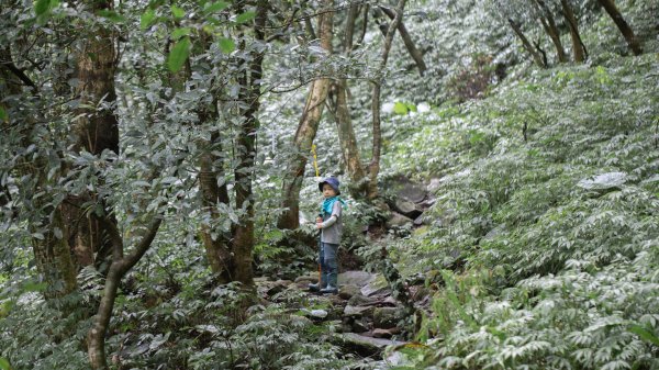 台北秘境之旅（三板橋-大屯溪古道-小觀音山西北峰）1789616