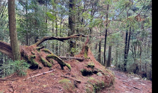 觀霧-榛山步道2926324