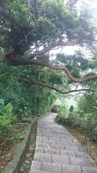 天母水管路步道～台灣獼猴不期而遇315861