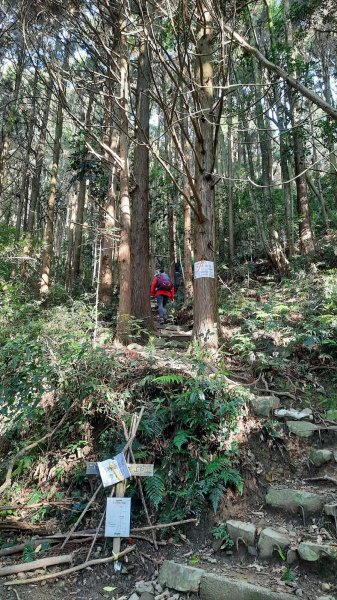 《台中》水晶蘭再現｜鳶嘴西稜線長壽山醜崠山二連峰來回202203201648929