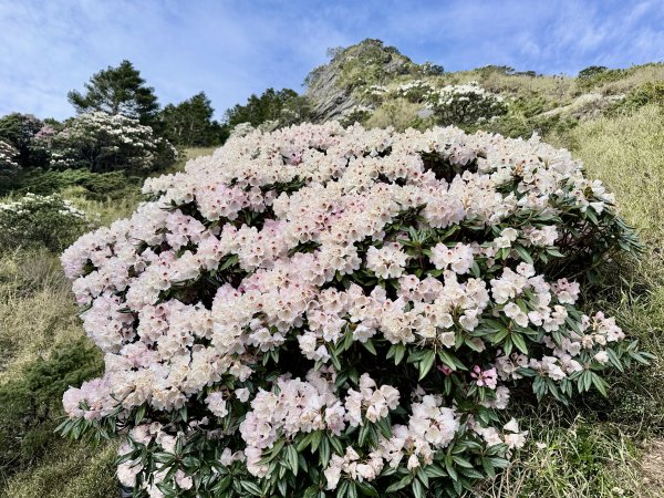 小奇萊賞杜鵑趣--與高山杜鵑的約定    2026.4.283044333