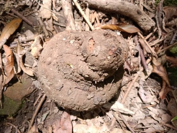 雙溪區大埤遺址東林寺+大埤古道+572峰去回2784175