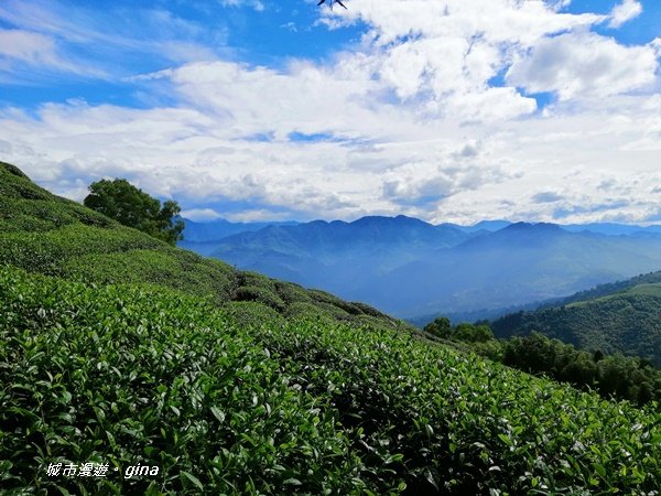 嘉義梅山~梯田茶園好風光~小百岳梨子腳山1273307