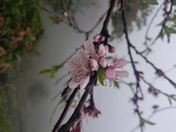 梅山鄉撿山頭2449452