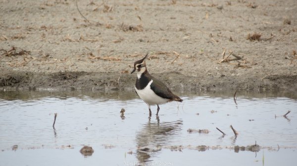 《彰化》海空夕照｜王功燈塔及芳苑海空步道健行賞冬候鳥202601102980312