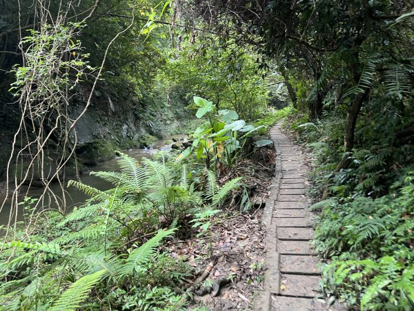 [皮皮獅探險隊-06/10] 2025_0706 四寮溪生態步道2831984