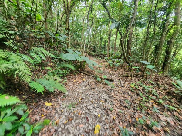 20250419蕩跋山劉家界山老社寮山新富山2936207